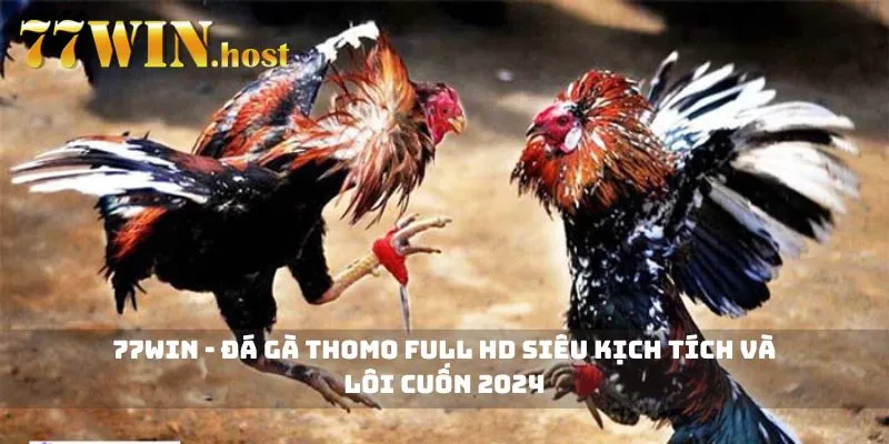 77WIN - Đá gà Thomo Full HD siêu kịch tích và lôi cuốn 2024